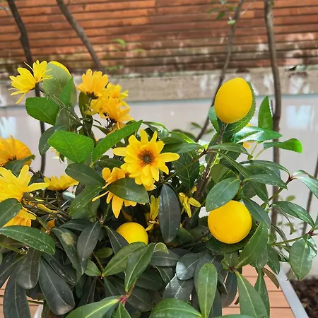 Lucky House Lejlighed *