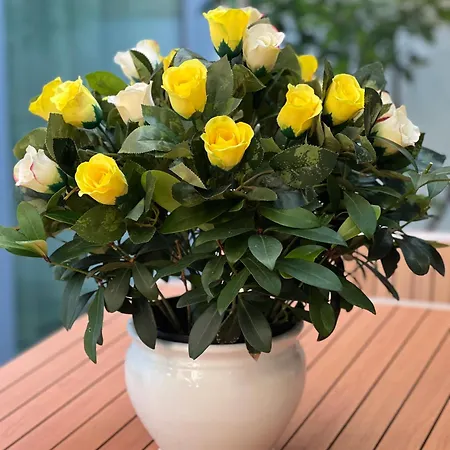 Lucky House * Venedig